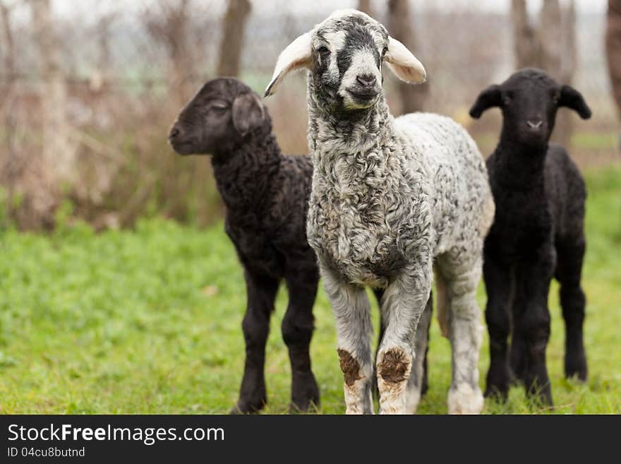 Cute lambs