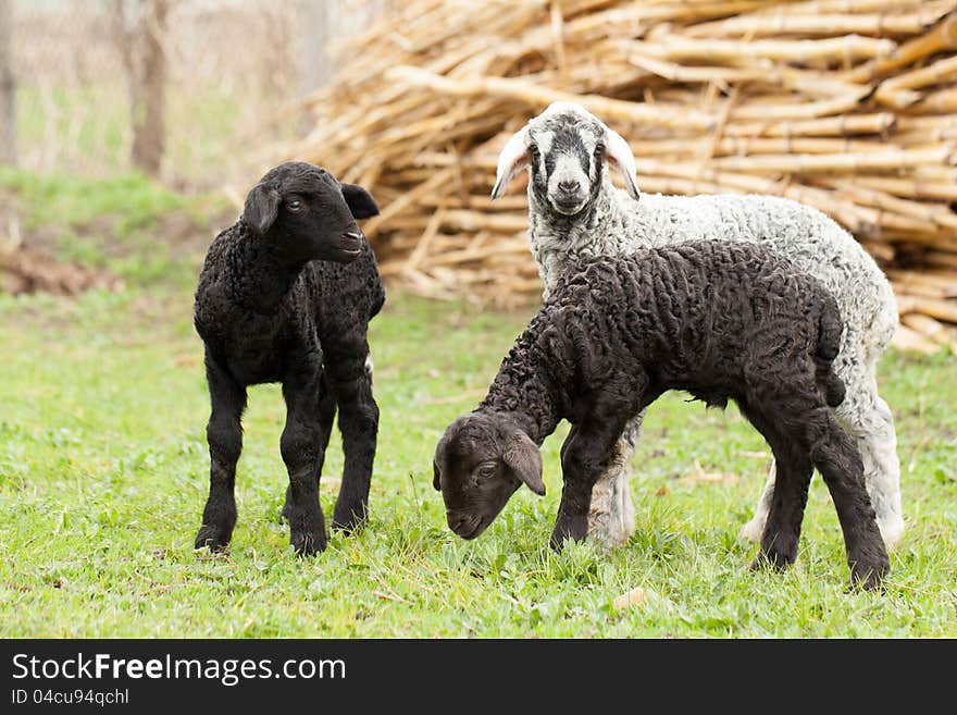 Cute lambs