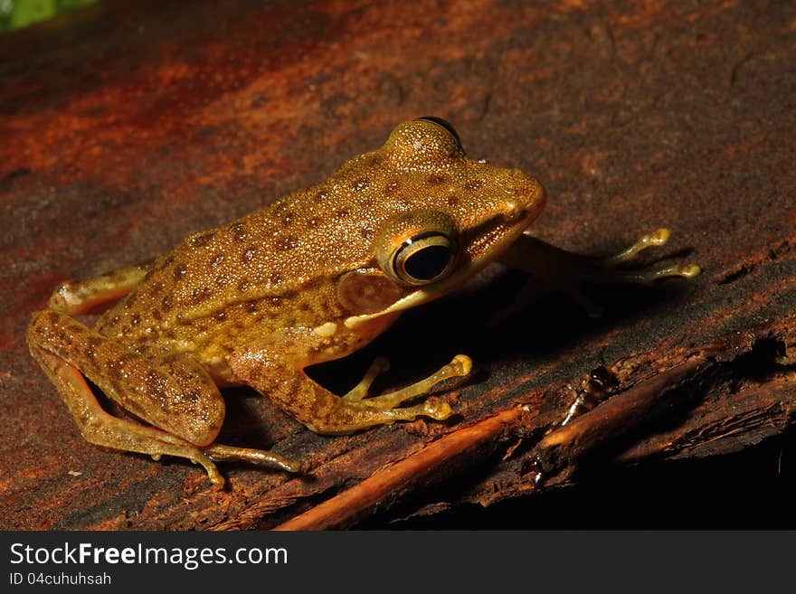 Brown Frog