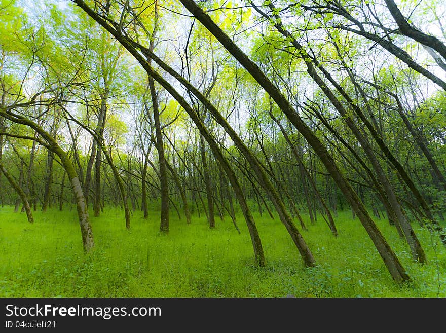 Fresh green foliage in forest in spring