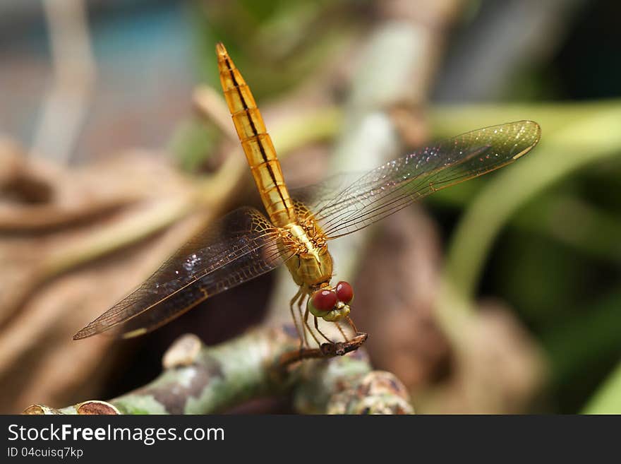 Macro Shot of a yellow dragonfly