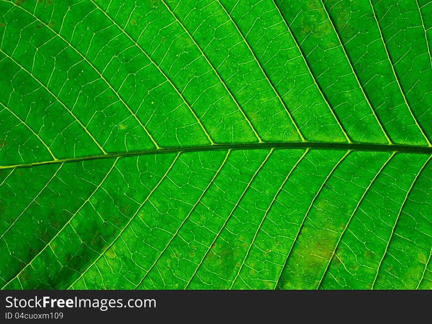 Green leaf texture use as background