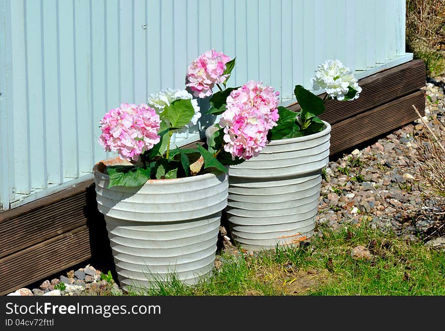 Two Pot With Flowers Outdoor