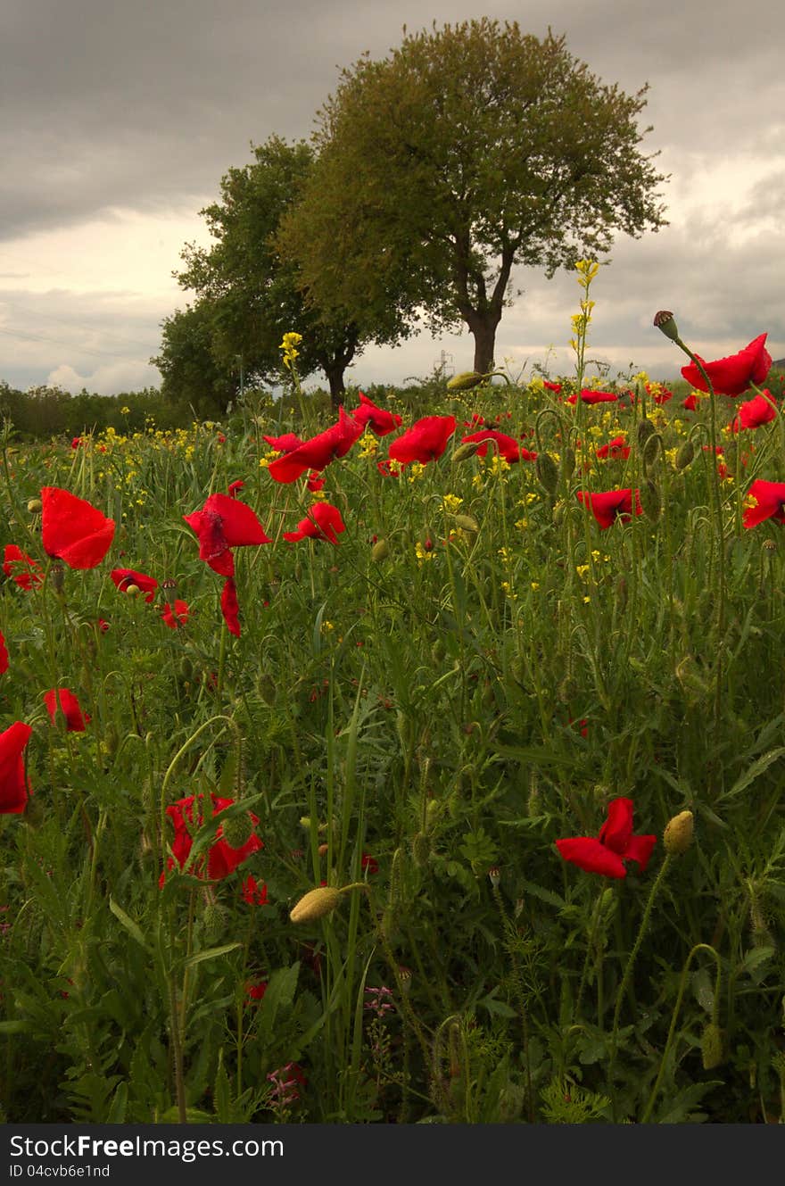 Field of red poppies