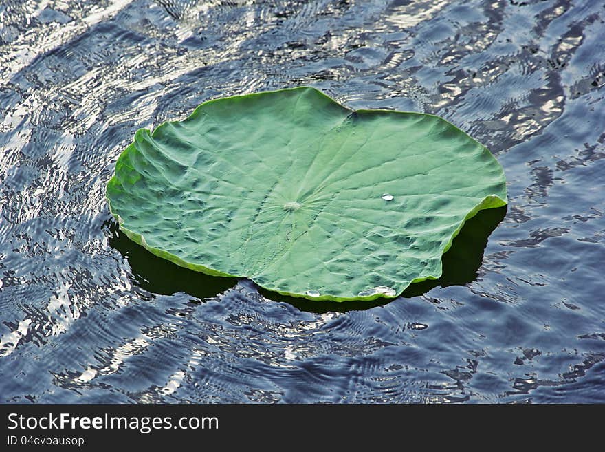 Water drops on green lotus leaf