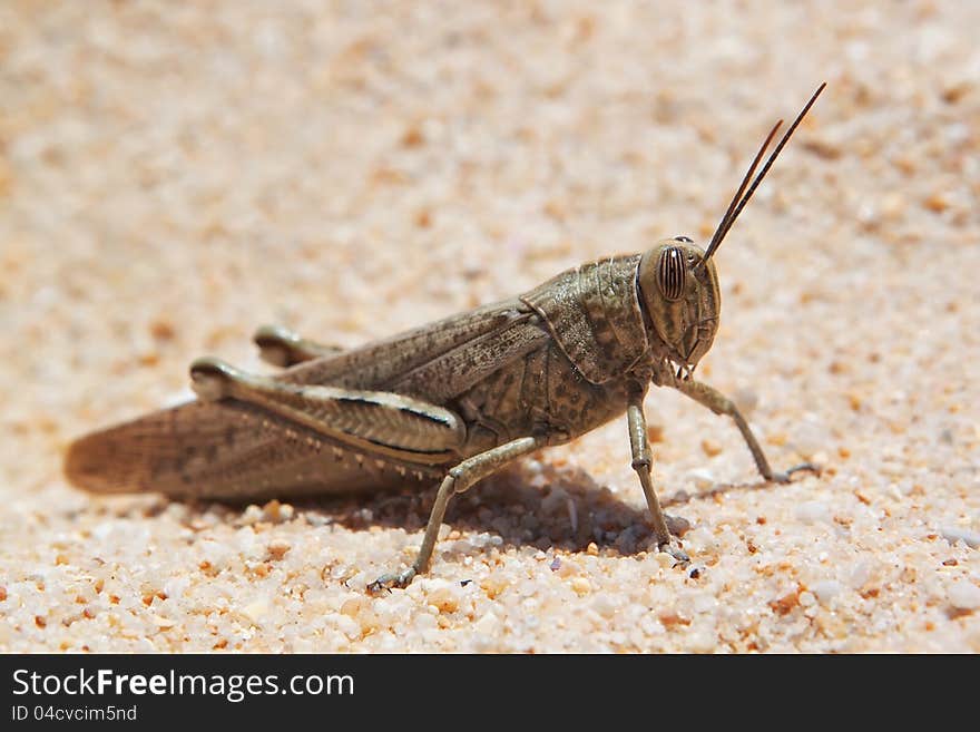 Grasshopper, locusts basking