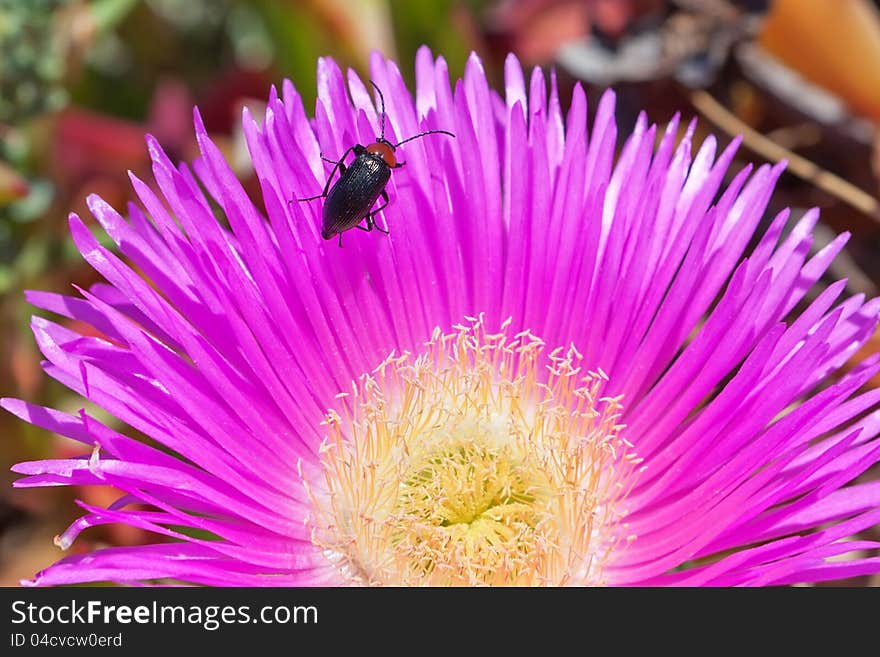 Flora And Fauna In The Garden.