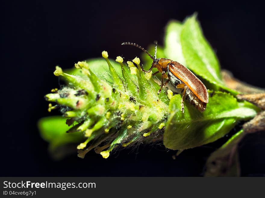 The beetle sitting on a branch of the plant close up. The beetle sitting on a branch of the plant close up