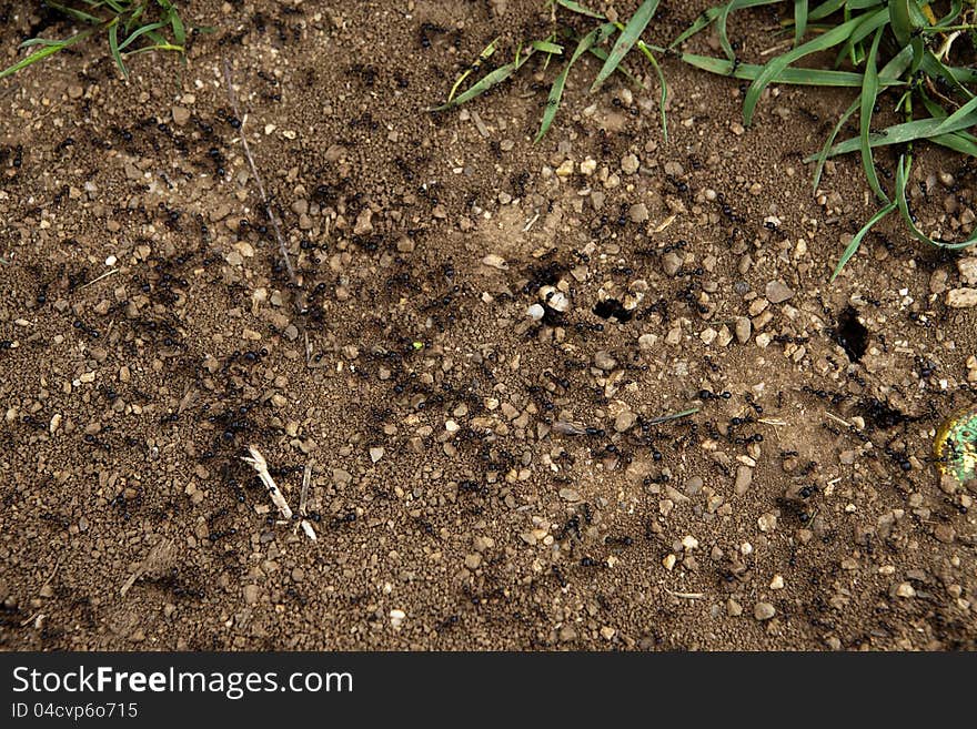 A group of ants introducing some food into their hole