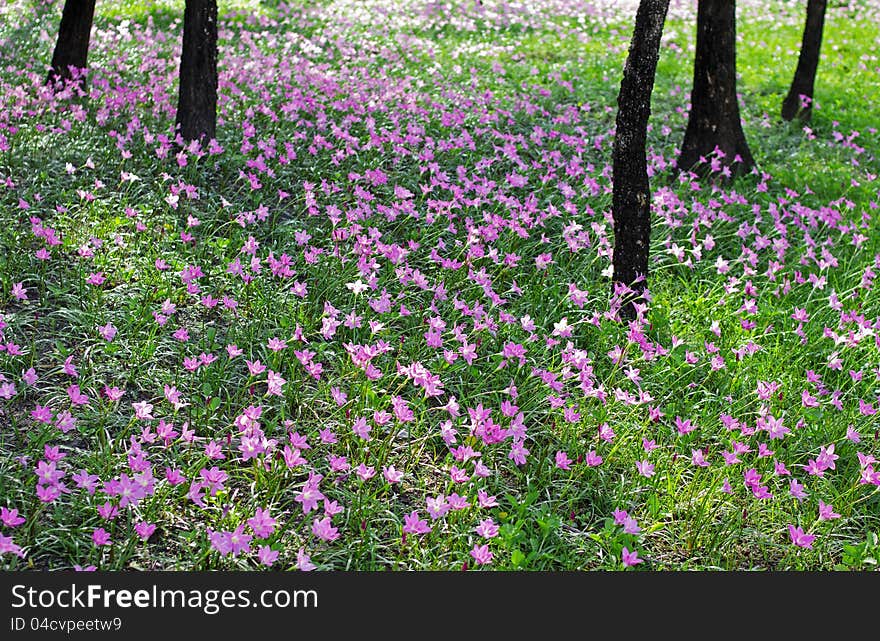 Heather and pink flowers that are blooming beautifully.