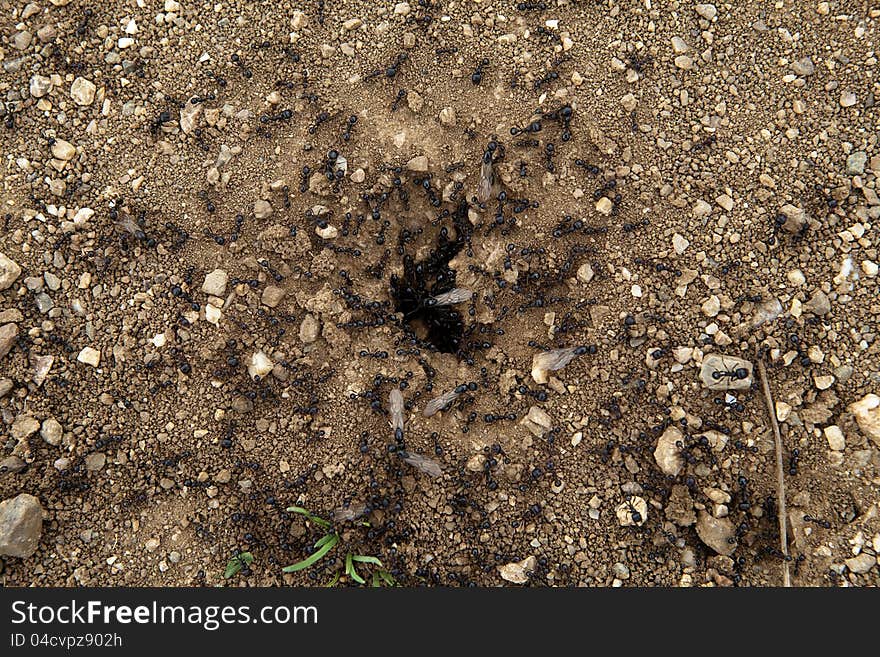 A group of ants introducing some food into their hole