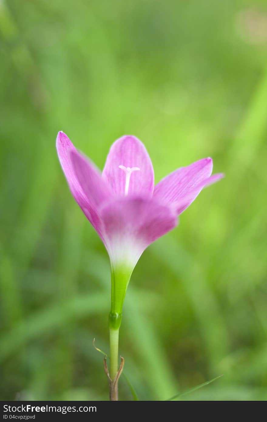 Closeup of pink flower in forest. Shallow focus depth on flower. Closeup of pink flower in forest. Shallow focus depth on flower