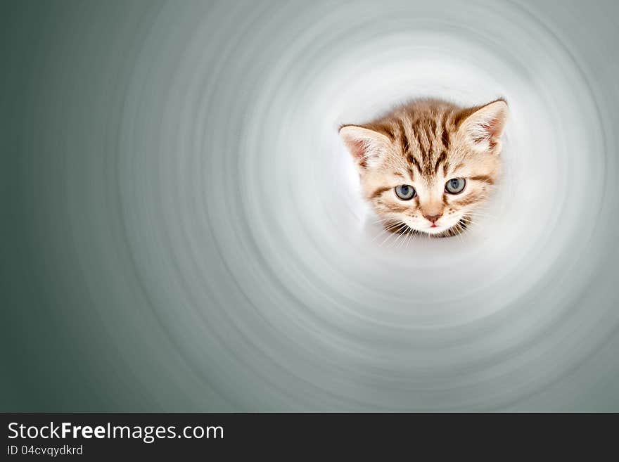 Funny kitten inside of pipe or tube