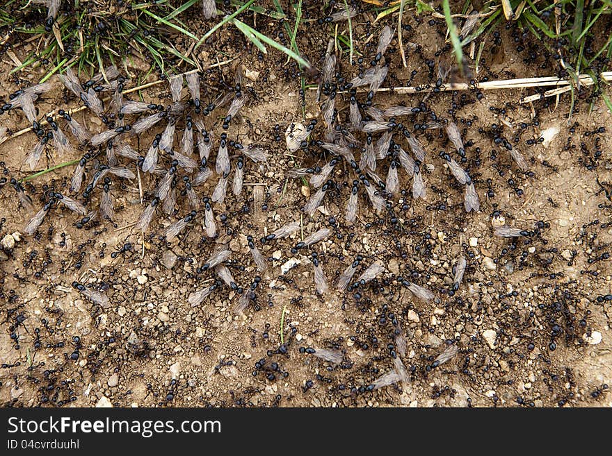 A group of ants introducing some food into their hole