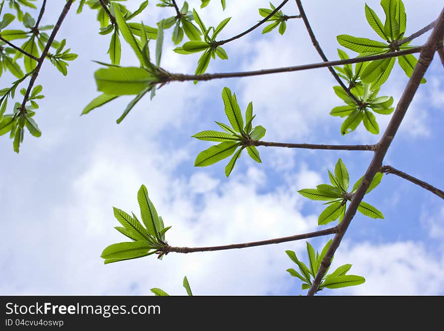 Green leaves of the trees in the spring. The sky in the background.