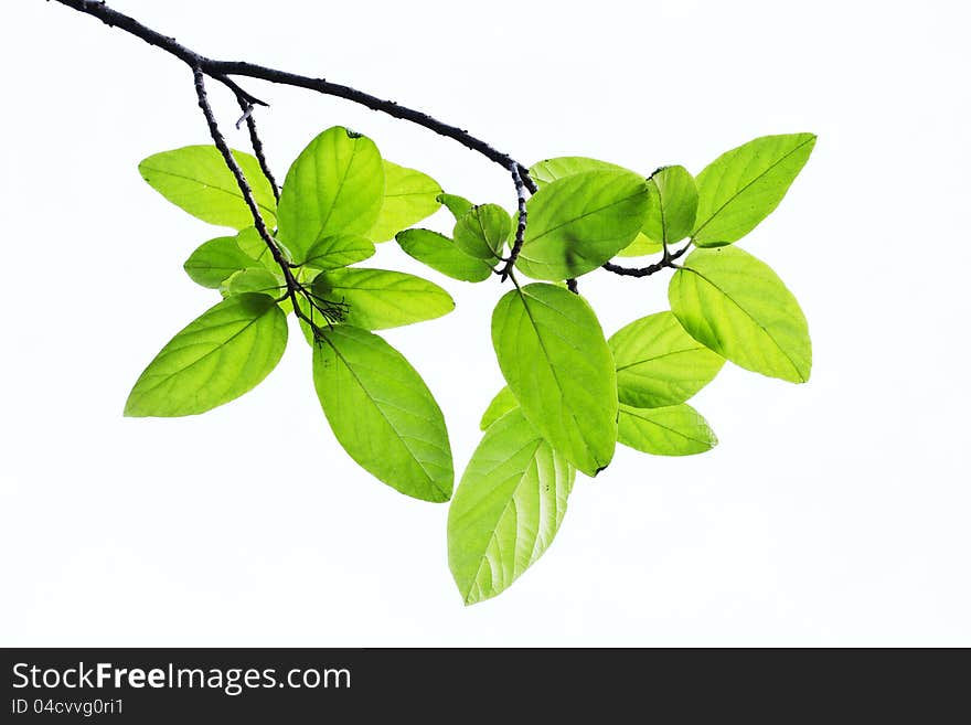 Green leaves of the trees in the spring. A white background.