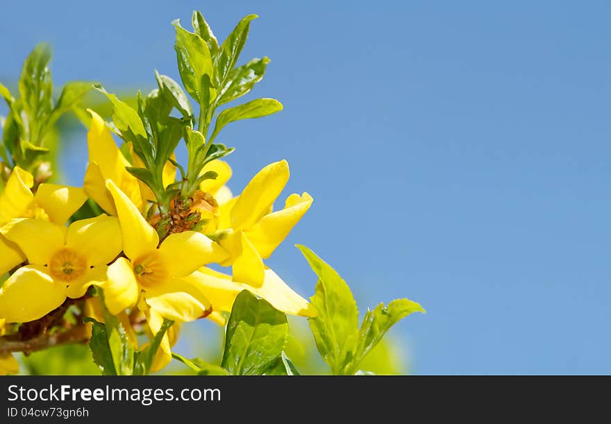 Blossoming Forthysia In Spring