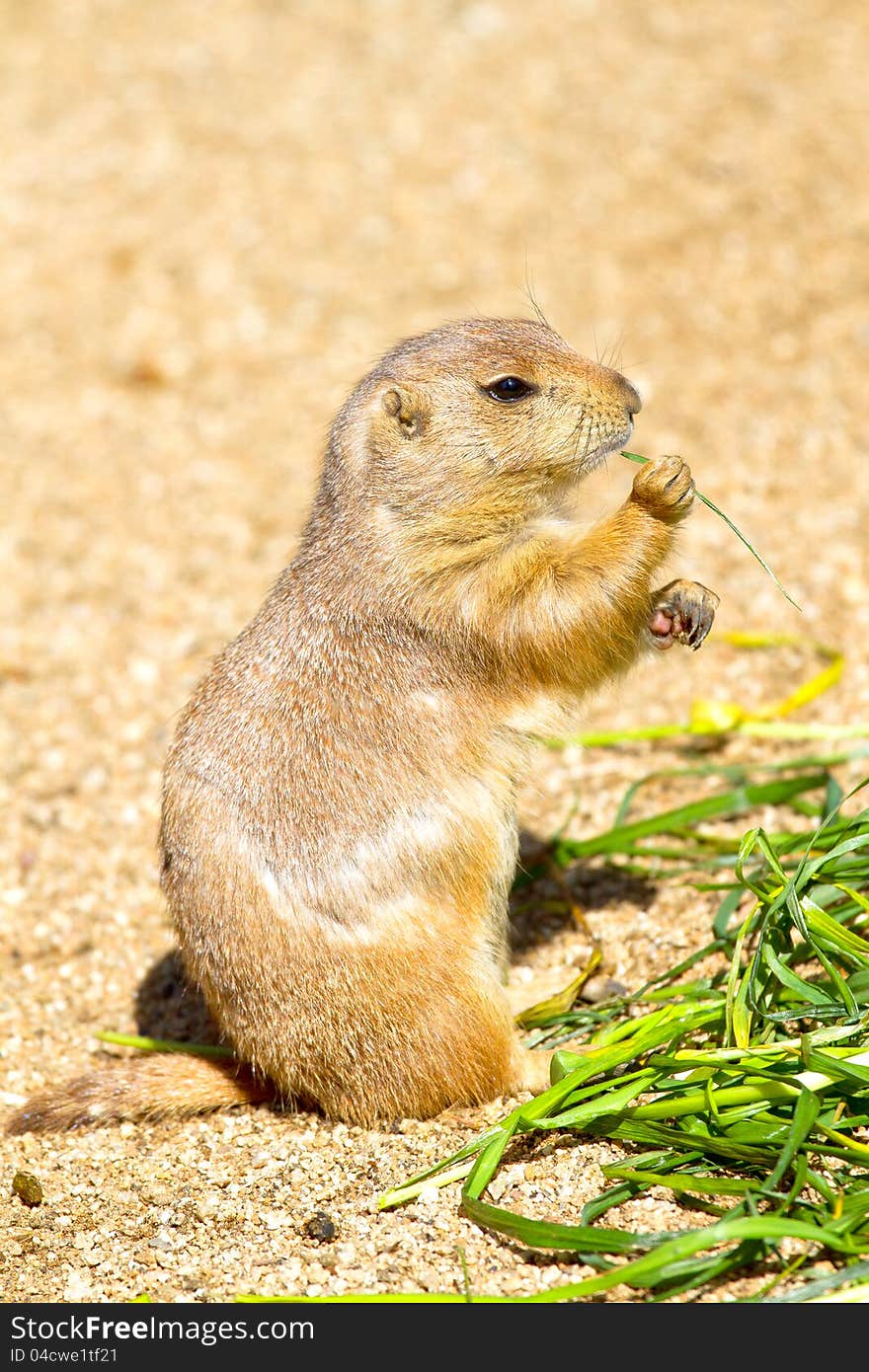 Hungry groundhog lunch in the zoo