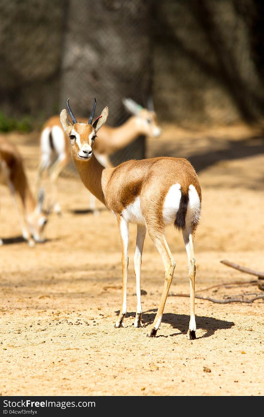 African antelope in a zoo