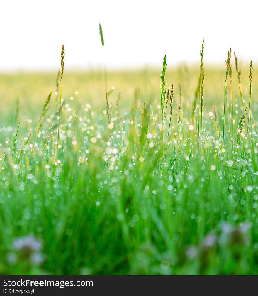 Green grass with drops of dew