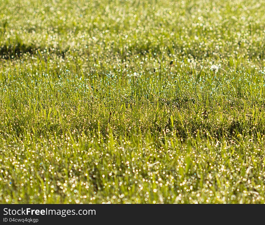 Play of sunlight on the morning dew