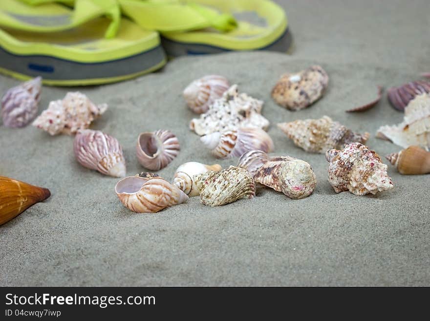 Marine snails and flip flops on the sandy beach. Marine snails and flip flops on the sandy beach