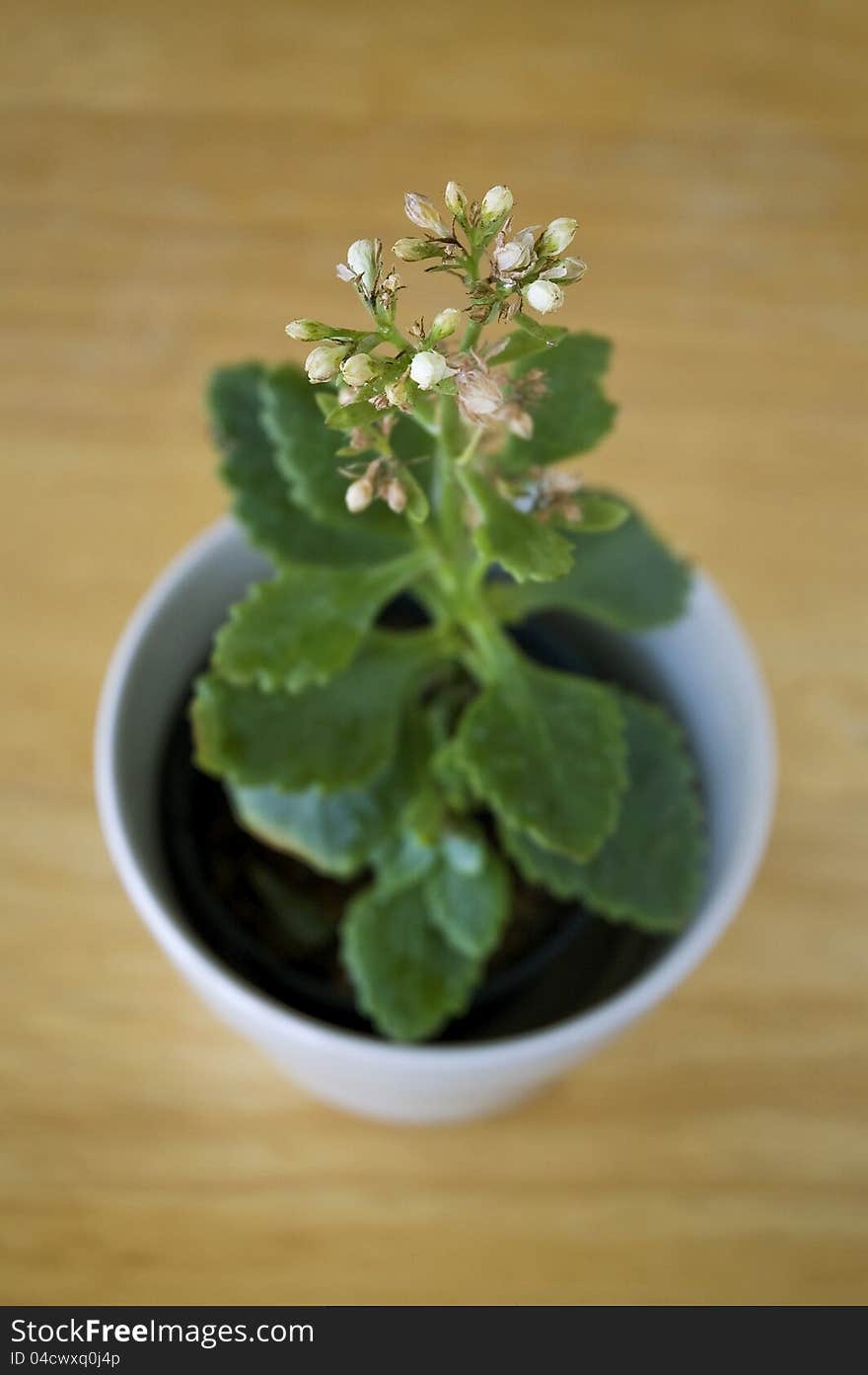 Plants on wooden table in the morning. Plants on wooden table in the morning