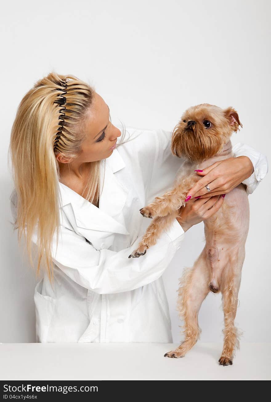 Veterinarian inspects a little dog breed Griffon Bruxellois. Veterinarian inspects a little dog breed Griffon Bruxellois