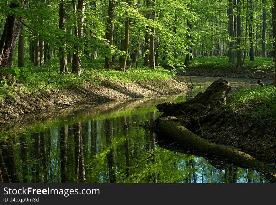 Spring forest