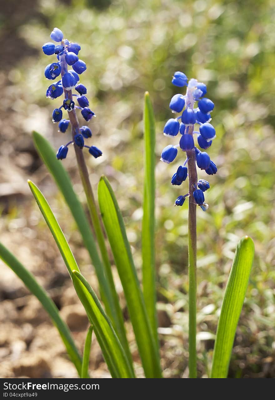 Spring blue flowers grape hyacinth (muskari) in the park