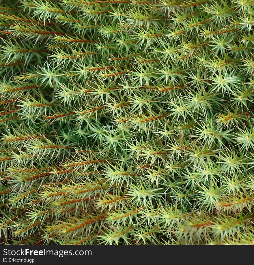 Background from small sprouts of a green moss at strong increase. Background from small sprouts of a green moss at strong increase.