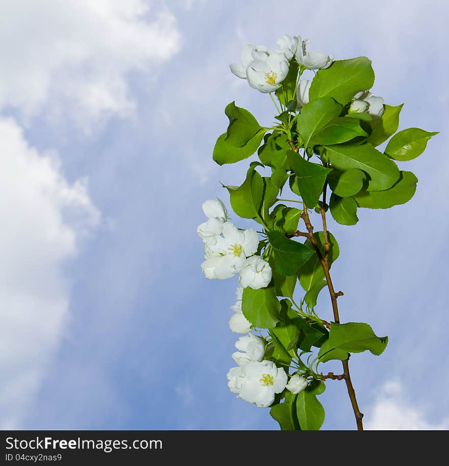 A branch of apple blossoms