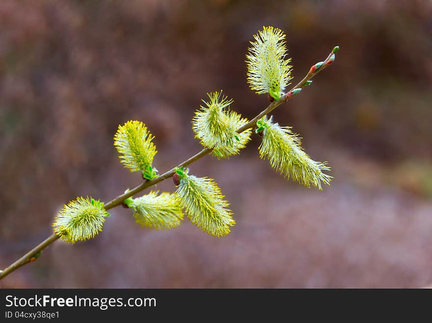 Yellow flowering willow catkins. Yellow flowering willow catkins