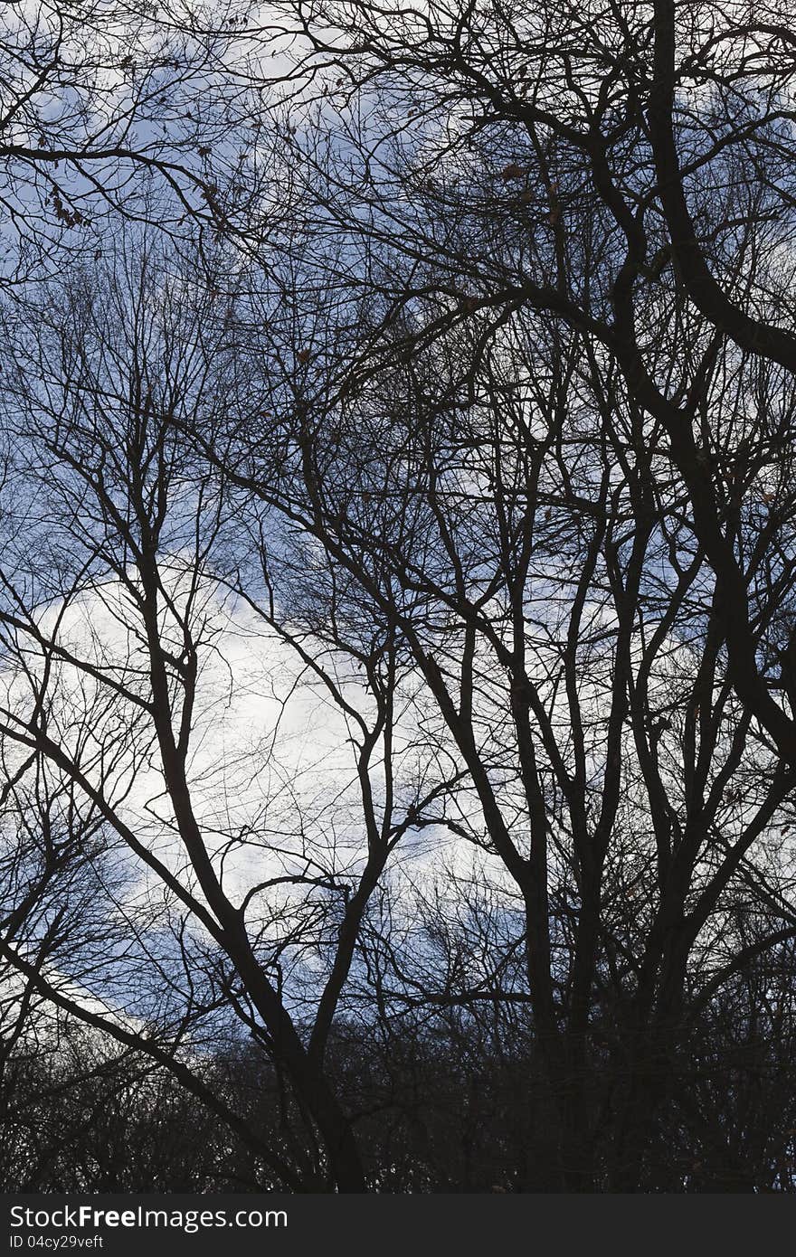 Tree silhouette wintertime, in the forest, on a sunny day. Tree silhouette wintertime, in the forest, on a sunny day