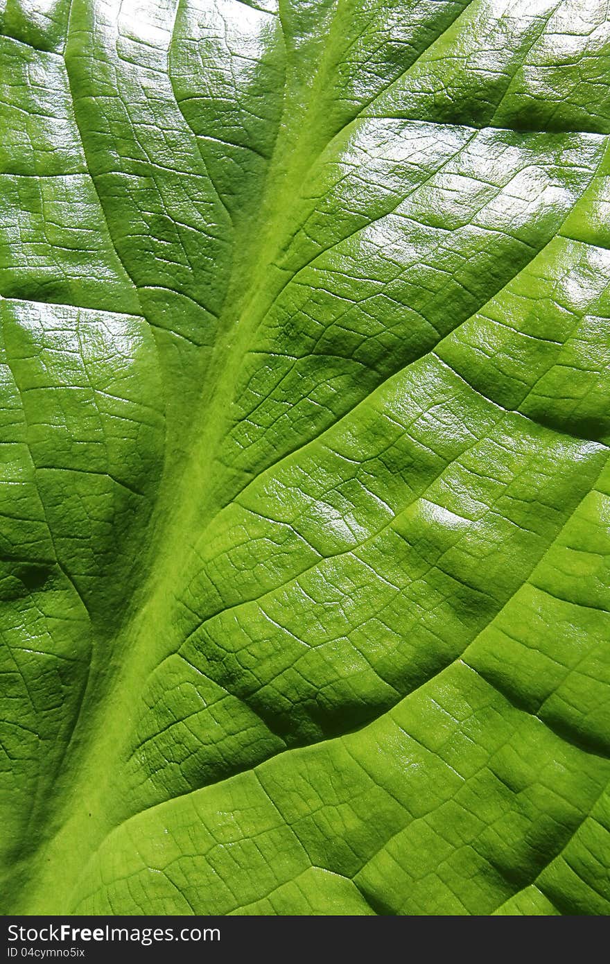 Bright sunlight illuminating Oregon coastal skunk cabbage leaf texture. Bright sunlight illuminating Oregon coastal skunk cabbage leaf texture