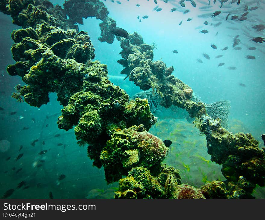 Sugar Wreck, Underwater Ship