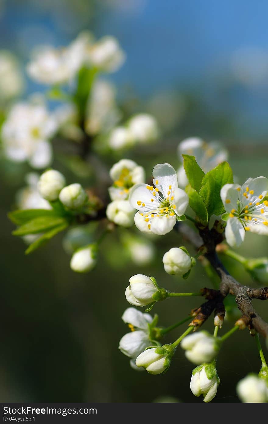 Cherry blossoms in spring sunny day