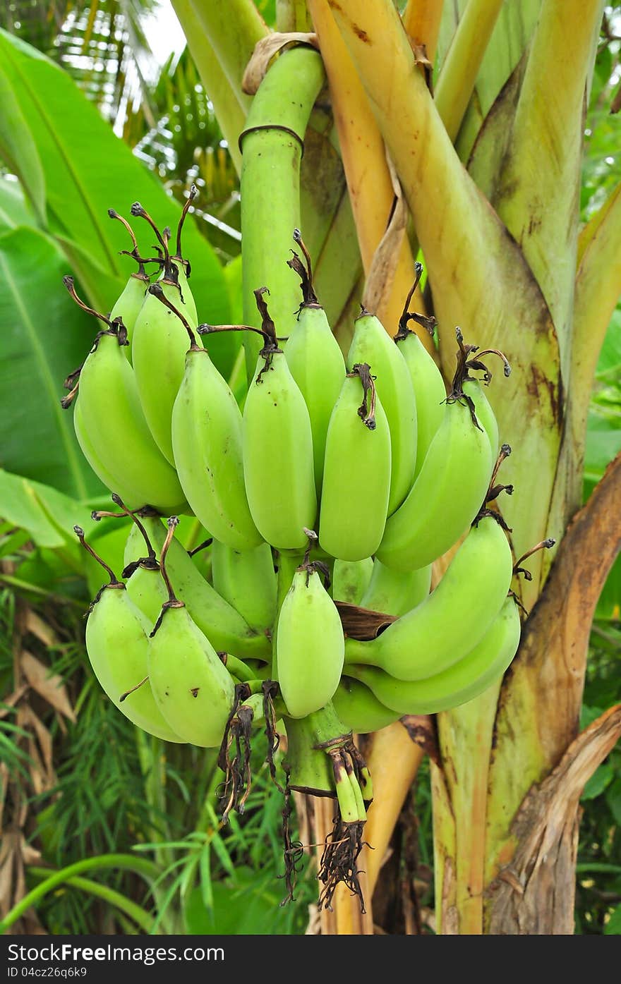 Banana on tree, Thai fruit