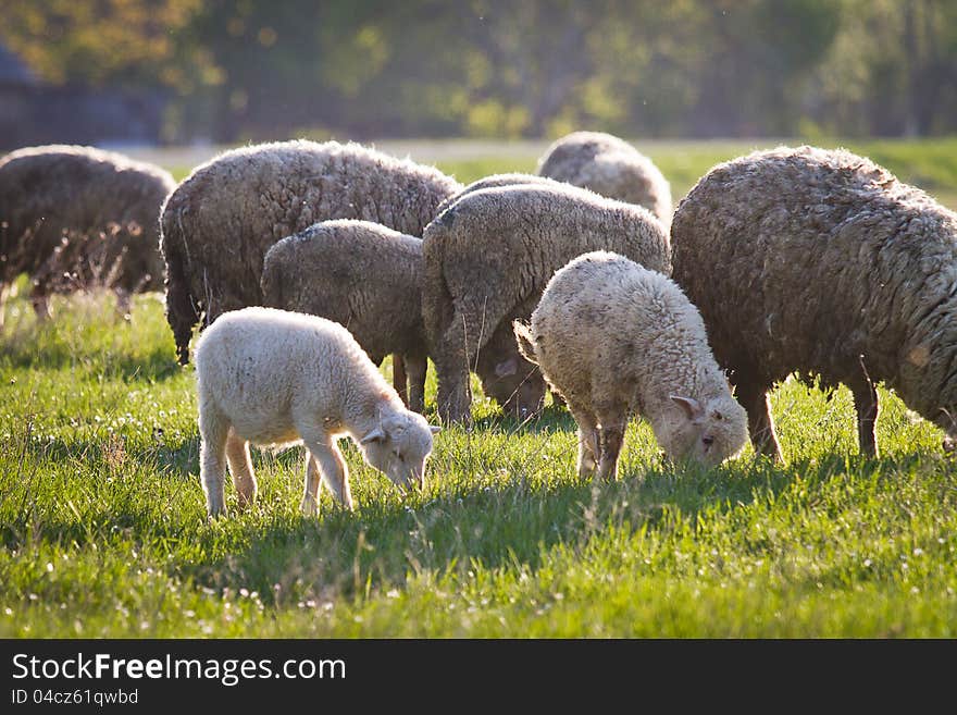 Sheeps in green meadow. Ukraine.