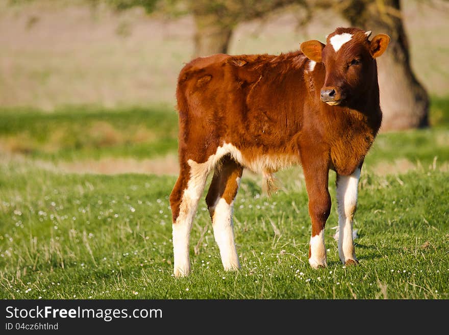 Young cow in green meadow