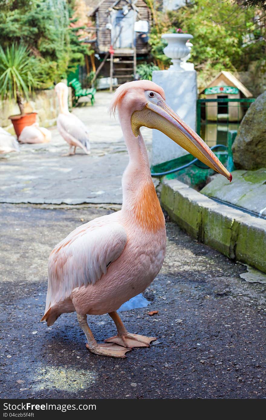 Pink Pelican (Pelecanus onocrotalus) stands on a decorative background