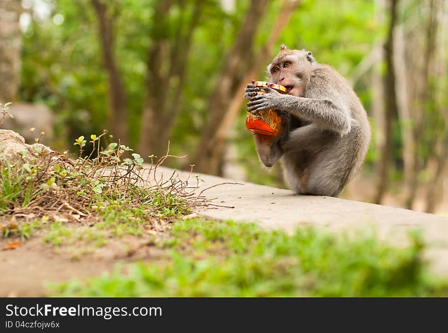 Long-tailed macaques (Macaca fascicularis) with jar of jam in Sacred Monkey Forest, Ubud, Indonesia. Long-tailed macaques (Macaca fascicularis) with jar of jam in Sacred Monkey Forest, Ubud, Indonesia