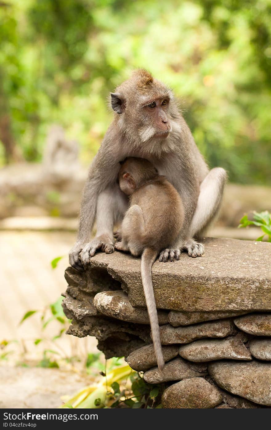 Long-tailed macaques (Macaca fascicularis) in Sacred Monkey Forest, Ubud, Indonesia