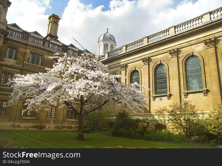 A tree in bloom at entrance to the famous seat of learning. A tree in bloom at entrance to the famous seat of learning