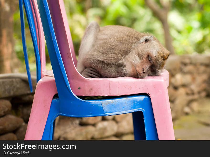 Sleeping monkey