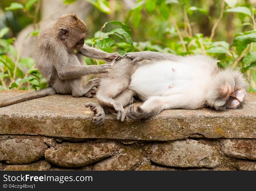 Macaques mutual help