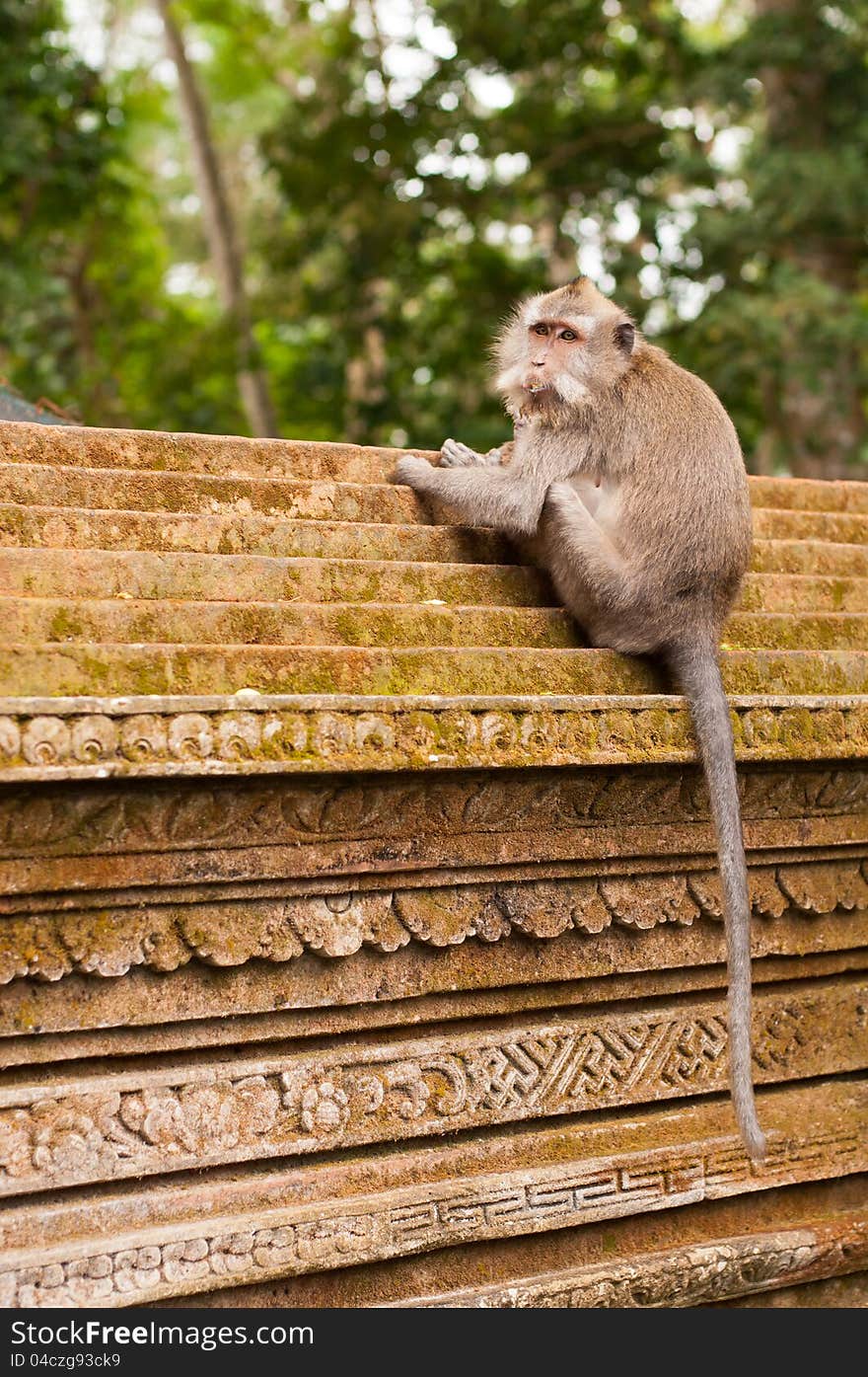 Macaque on the wall in Ubud