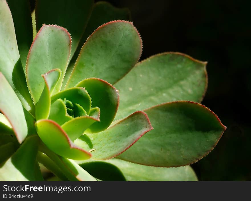 Rosette Leaves Of Aeonium Ciliatum