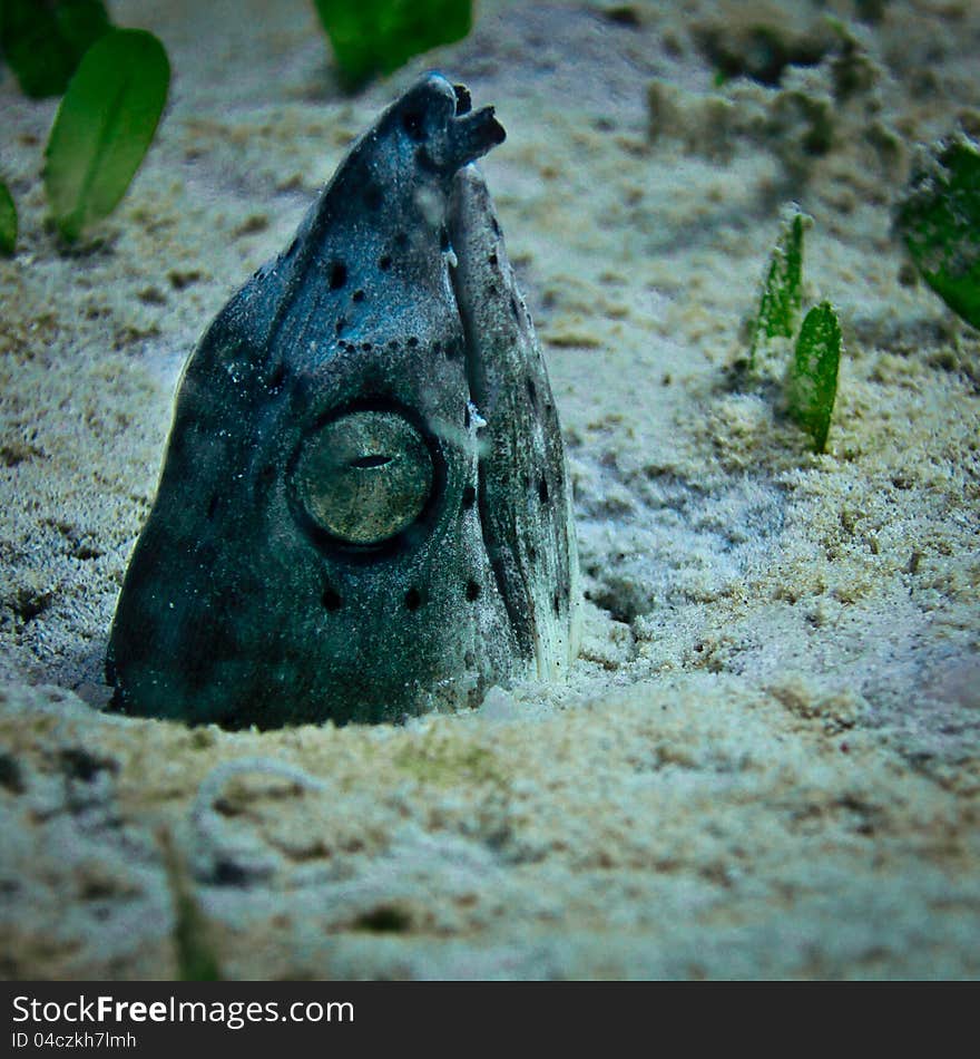 Sand Eel Looking For Food