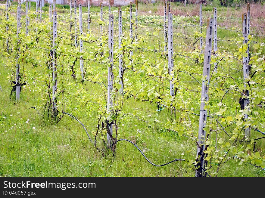 Green vineyard in a sunny spring day